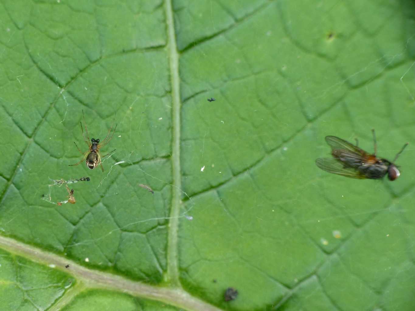 Frontinellina frutetorum con preda - Castelgandolfo (RM)